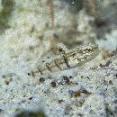 Amblygobius phalaena (Valenciennes, 1837)