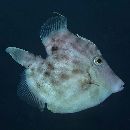 Stephanolepis cirrhifer (Temminck et Schlegel, 1850)