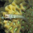 Ecsenius yaeyamaensis (Aoyagi, 1954)