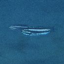 Meiacanthus kamoharai Tomiyama, 1956