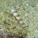 Amblyeleotris ogasawarensis Yanagisawa, 1978