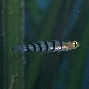 Pterogobius elapoides (Gunther, 1872)