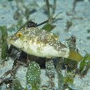 Canthigaster compressa (Proce, 1822)