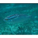 Scolopsis trilineatus Kner, 1868