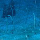 Gorgasia barnesi Robins et Lancraft, 1984