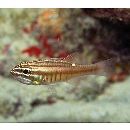 Ostorhinchus moluccensis (Valenciennes, 1832)