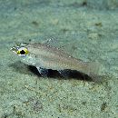 Apogon monospilus Fraser, Randall et Allen, 2002