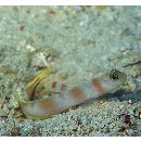 Amblyeleotris yanoi Aonuma et Yoshino, 1996