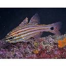 Ostorhinchus endekataenia (Bleeker, 1852)