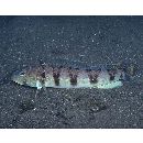 Parapercis sexfasciata (Temminck et Schlegel, 1843)