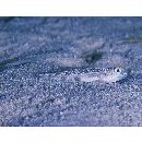 トンガリハゼ属の1種3