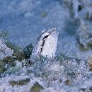 Petroscirtes xestus Jordan et Seale, 1906