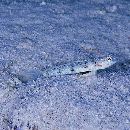 Vanderhorstia phaeostictus (Randall, Shao et Chen, 2007)