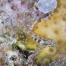 Eviota guttata Lachner et Karnella, 1978