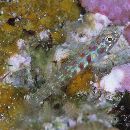 Eviota guttata Lachner et Karnella, 1978