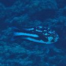 Macolor macularis Fowler, 1931