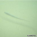 Halosauropsis macrochir (Gunther, 1878)