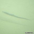 Halosauropsis macrochir (Gunther, 1878)