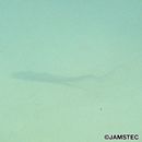 Halosauropsis macrochir (Gunther, 1878)