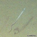 Aldrovandia affinis (Gunther, 1877)