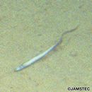 Aldrovandia affinis (Gunther, 1877)