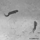 Bothrocara hollandi (Jordan et Hubbs, 1925)