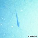 Bothrocara hollandi (Jordan et Hubbs, 1925)