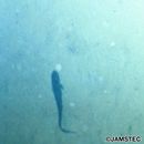 Bothrocara hollandi (Jordan et Hubbs, 1925)