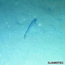 Bothrocara hollandi (Jordan et Hubbs, 1925)