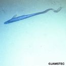 Halosauropsis macrochir (Gunther, 1878)