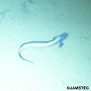 Lycenchelys remissaria Fedorov, 1995