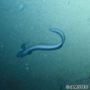 Lycenchelys remissaria Fedorov, 1995