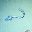 Lycenchelys remissaria Fedorov, 1995