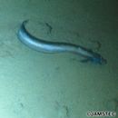 Lycenchelys remissaria Fedorov, 1995