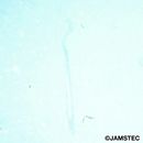 Aldrovandia affinis (Gunther, 1877)