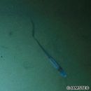 Aldrovandia affinis (Gunther, 1877)