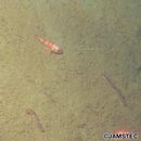 Helicolenus hilgendorfii (Doderlein, 1884)