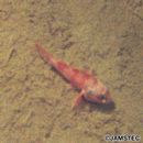 Helicolenus hilgendorfii (Doderlein, 1884)