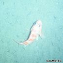 Helicolenus hilgendorfii (Doderlein, 1884)