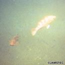 Sebastes joyneri Gunther, 1878