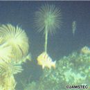 Sebastes joyneri Gunther, 1878