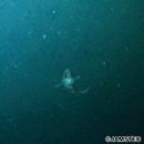 Helicolenus hilgendorfii (Doderlein, 1884)