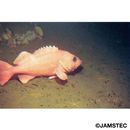 Sebastes iracundus (Jordan et Starks, 1904)