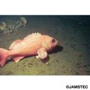 Sebastes iracundus (Jordan et Starks, 1904)