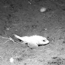 Sebastolobus macrochir (Gunther, 1880)