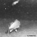 Sebastes iracundus (Jordan et Starks, 1904)