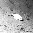 Sebastolobus macrochir (Gunther, 1880)