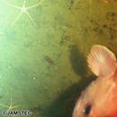 Sebastes iracundus (Jordan et Starks, 1904)