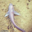 Coryphaenoides longifilis Gunther, 1877