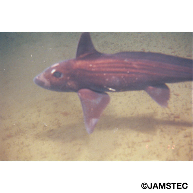 魚類写真資料データベース Kpm